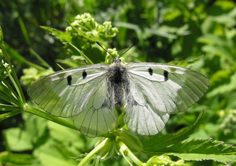 Мнемозина Parnassius mnemosyne