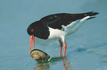 Кулик-сорока (материковый п/вид) Haematopus ostralegus Longipes