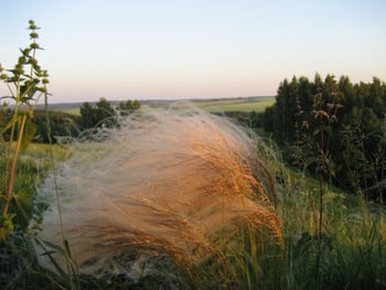 Ковыль перистый Stipa pennata