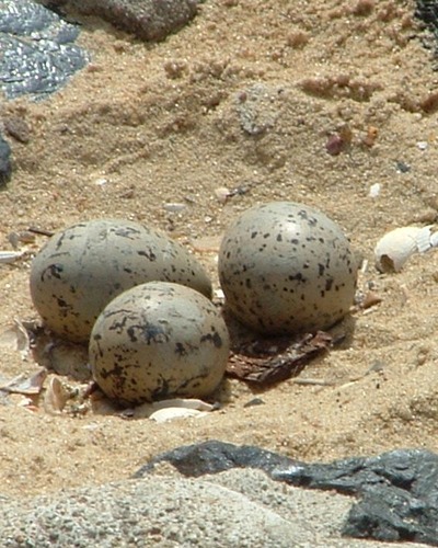 Кулик-сорока (дальневосточный п/вид) Haematopus ostralegus osculans