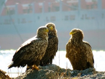 Орлан-белохвост Haliaeetus albicilla