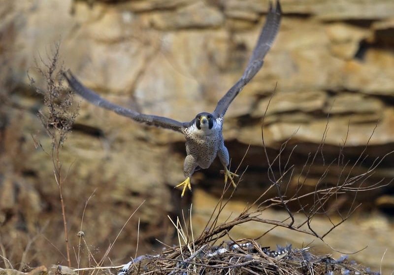 Сапсан Falco peregrinus