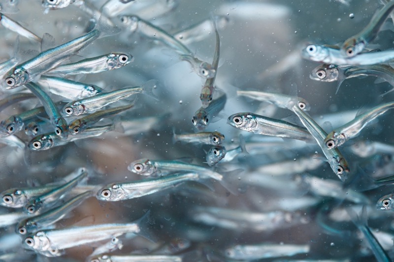 Нельма (подвид нельма) Stenodus leucichthys nelma