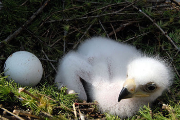 Беркут Aquila chrysaetos