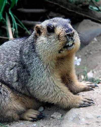 Тарбаган (монгольский сурок) Marmota sibirica