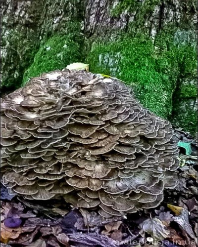 Грифола курчавая, гриб-баран Grifola frondosa