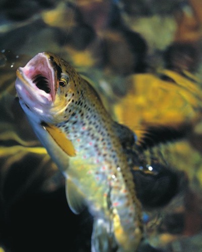 Кумжа (каспийский п/вид, проходная форма) Salmo trutta caspius