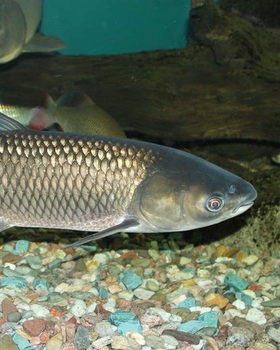 Черный амур Mylopharyngodon piceus (aboriginal populations)