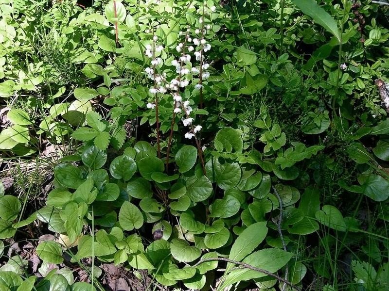 Диоскорея кавказская Dioscorea caucasica
