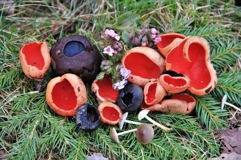 Саркосома шаровидная Sarcosoma globosum