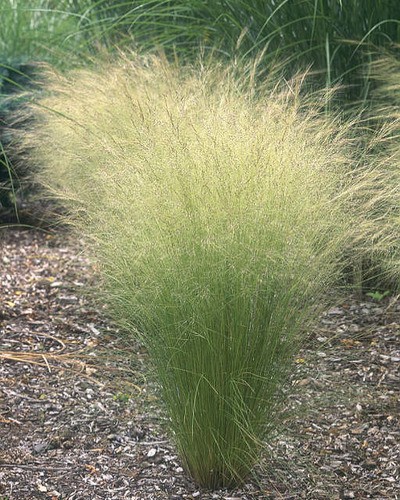Ковыль красивейший Stipa pulcherrima