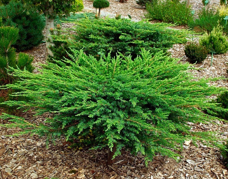 Можжевельник прибрежный Juniperus conferta