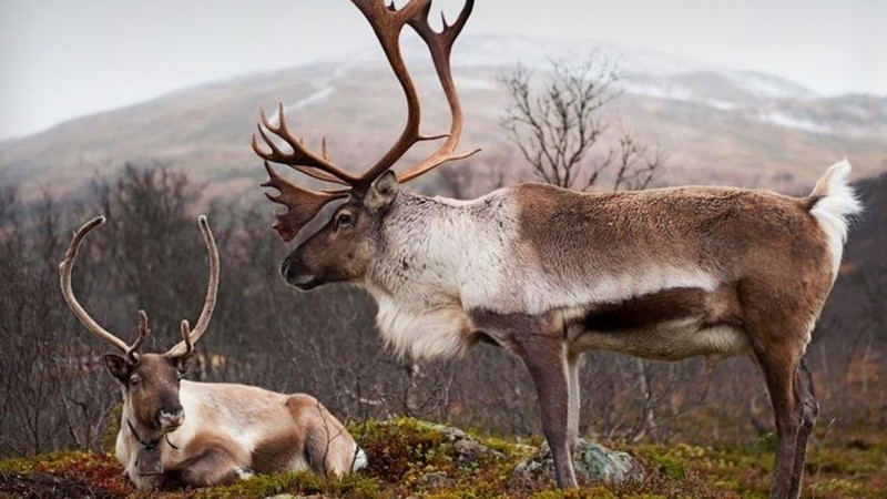 Северный олень (новоземельский пвид) Rangifer tarandus pearsoni