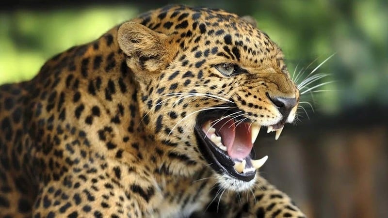 Леопард Panthera pardus