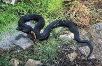 Гадюка Никольского Vipera nikolskii
