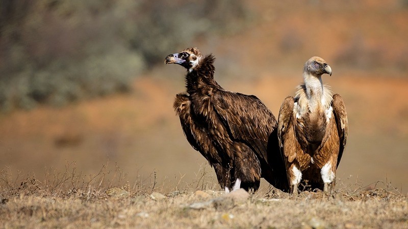 Белоголовый сип Gyps fulvus