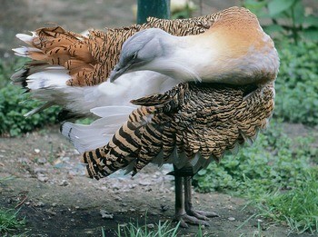 Джек Chlamydotis undulata