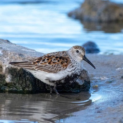 Чернозобик (балтийский п/вид) Calidris alpina schinzii