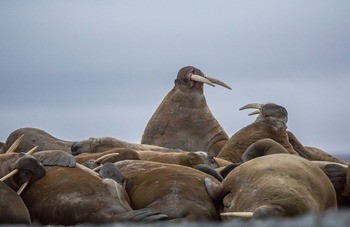 Морж (атлантический п/вид) Odobenus rosmarus rosmarus