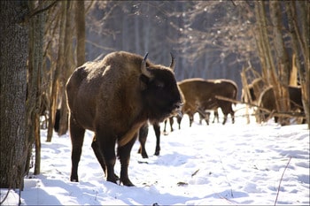 Зубр Bison bonasus