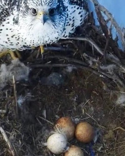 Кречет Falco rusticolus