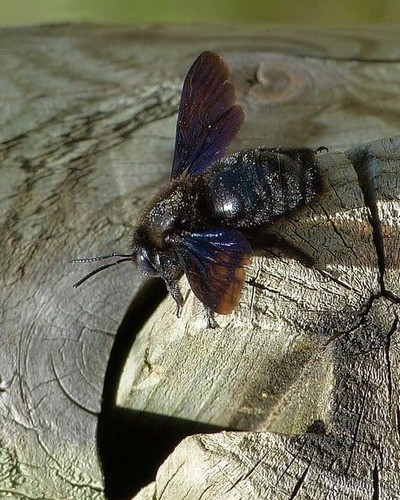 Пчела-плотник Xylocopa valga