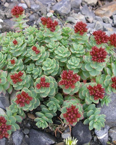 Родиола розовая (за исключением популяций Алтайского и Красноярского к Rhodiola rosea