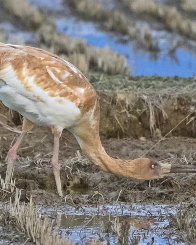 Стерх (якутская популяция) Grus leucogeranus (jakutsk population)