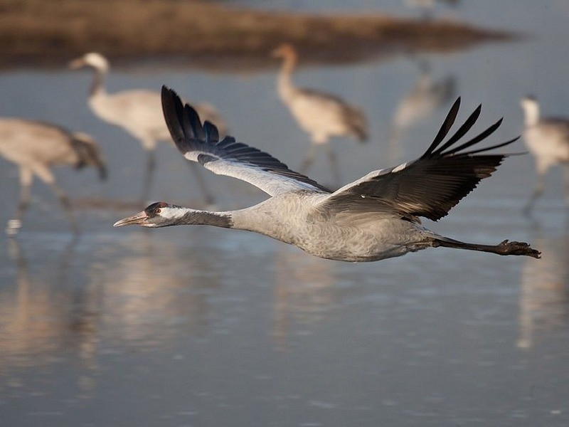 Стерх (обская популяция) Grus leucogeratus (obsk population)