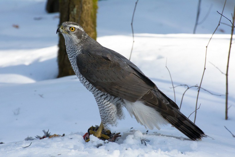 Стервятник Neophron percnopterus