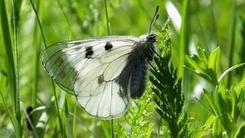 Мнемозина Parnassius mnemosyne