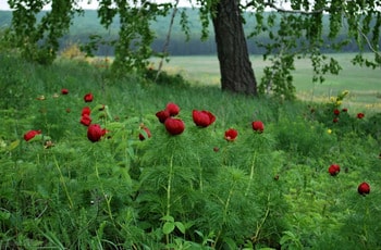 Пион тонколистный Paeonia tenuifolia