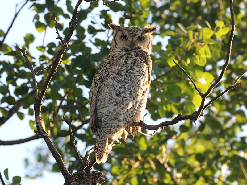 Филин Bubo bubo