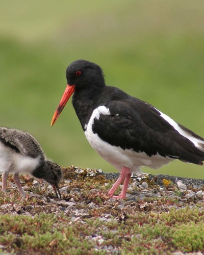 Кулик-сорока (дальневосточный п/вид) Haematopus ostralegus osculans