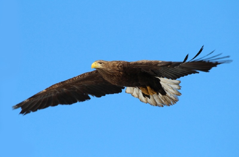 Орлан-белохвост Haliaeetus albicilla