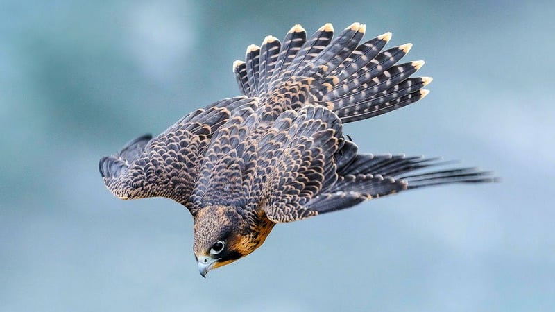 Сапсан Falco peregrinus