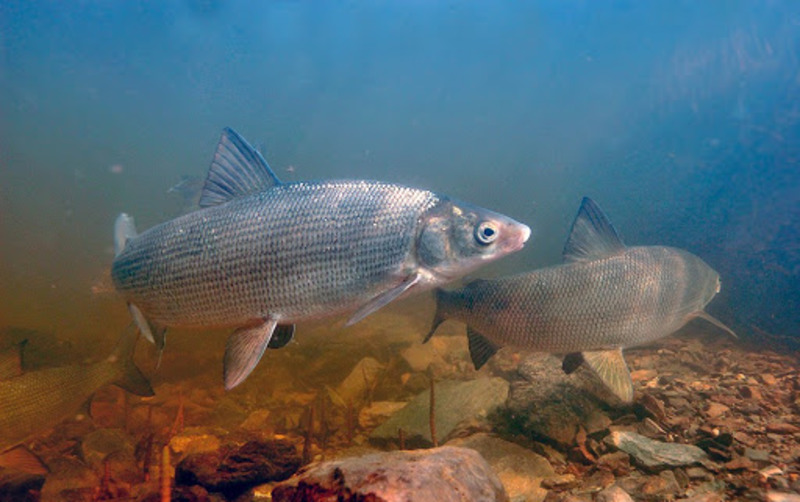Нельма (подвид нельма) Stenodus leucichthys nelma