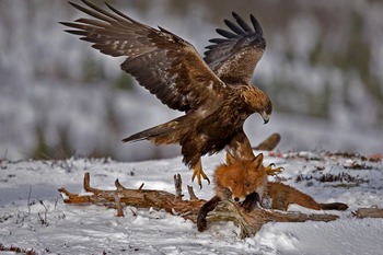 Беркут Aquila chrysaetos