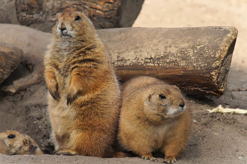 Тарбаган (монгольский сурок) Marmota sibirica