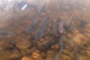 Черный амур Mylopharyngodon piceus (aboriginal populations)