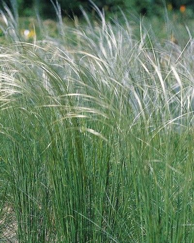 Ковыль красивейший Stipa pulcherrima