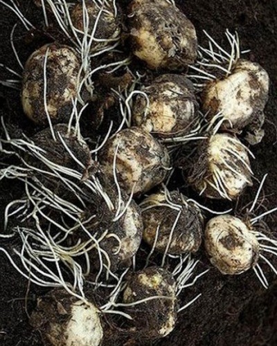 Рябчик шахматный Fritillaria meleagris