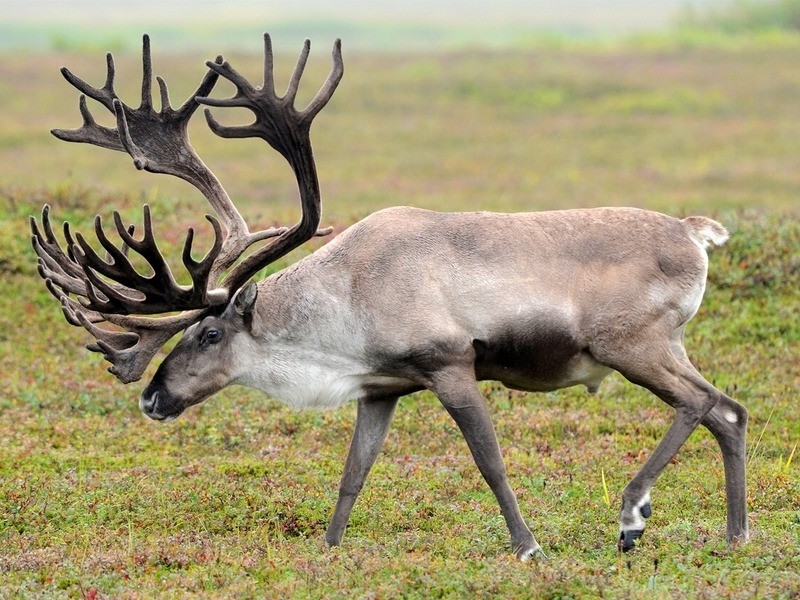 Северный олень (новоземельский пвид) Rangifer tarandus pearsoni