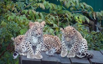 Леопард Panthera pardus