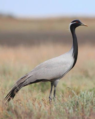 Красавка Anthropoides virgo