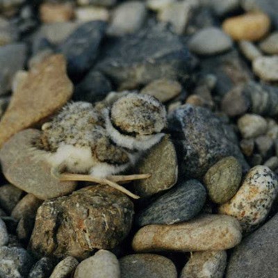 Уссурийский зуек Charadrius placidus