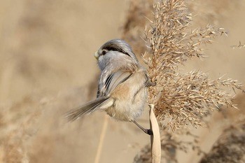 Тростниковая сутора Paradoxornis polivanovi