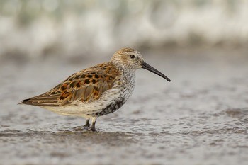 Чернозобик (балтийский п/вид) Calidris alpina schinzii