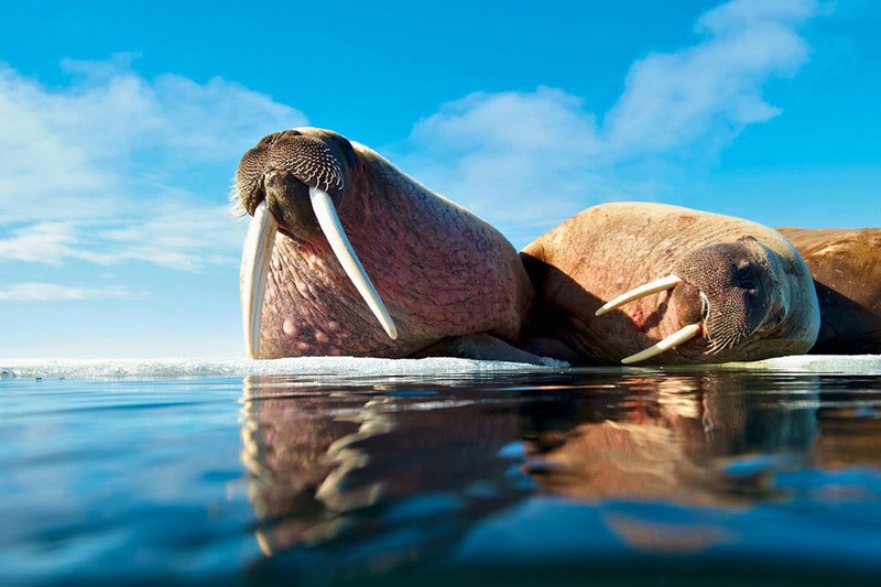 Морж (атлантический п/вид) Odobenus rosmarus rosmarus