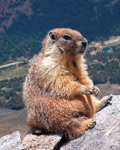 Тарбаган (монгольский сурок) Marmota sibirica